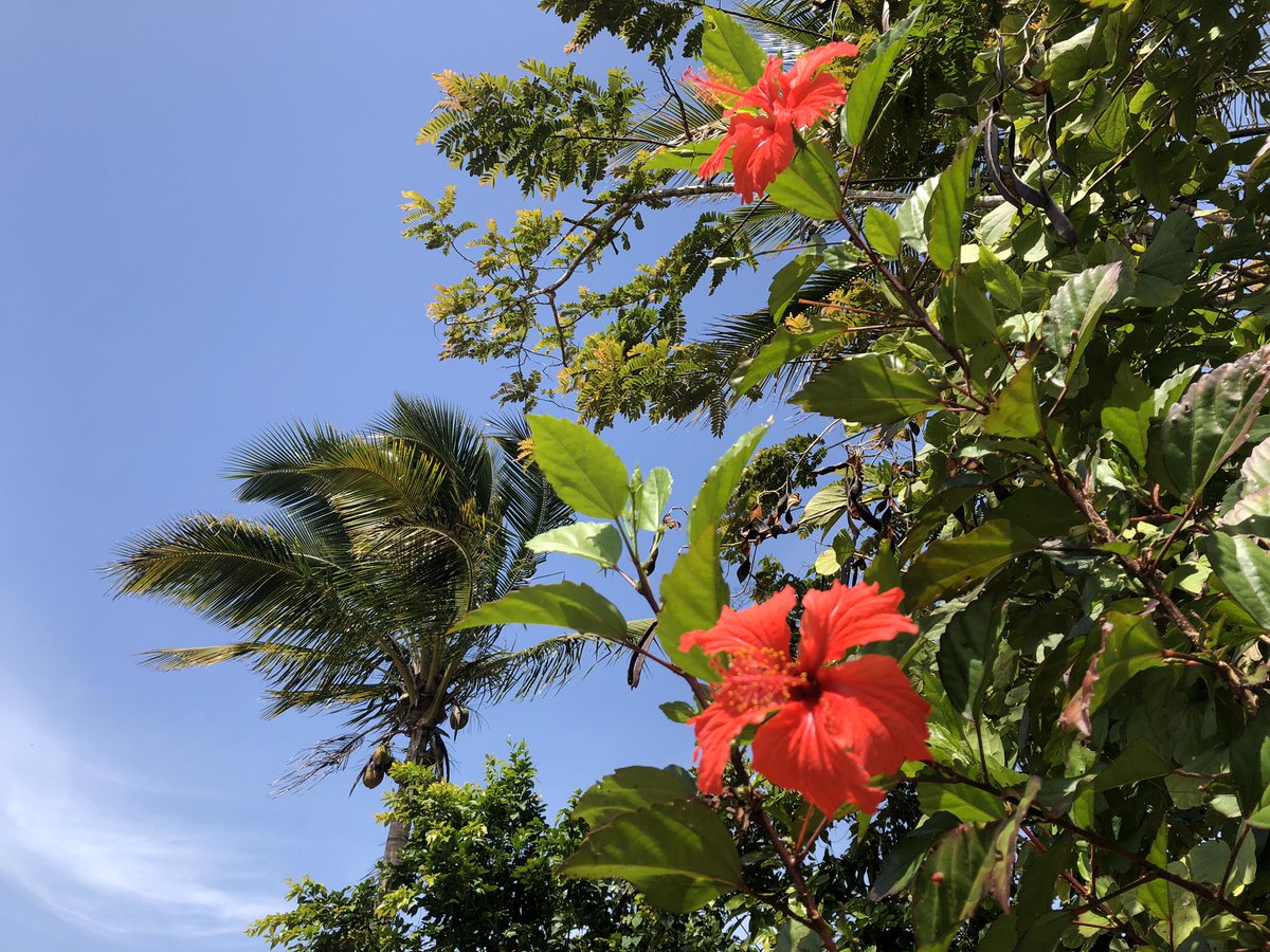 howipop's tweet image. We moved our HQ to Puerto Rico to source our produce from local farmers. Yesterday, we started that. 

#drink #soda #craft #beer #brewery #local #farm #farmtocan #hibiscus #orange