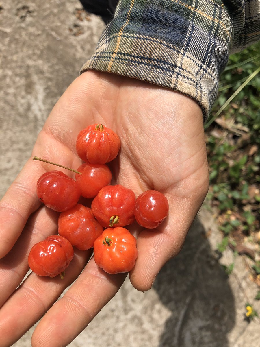 howipop's tweet image. We moved our HQ to Puerto Rico to source our produce from local farmers. Yesterday, we started that. 

#drink #soda #craft #beer #brewery #local #farm #farmtocan #hibiscus #orange
