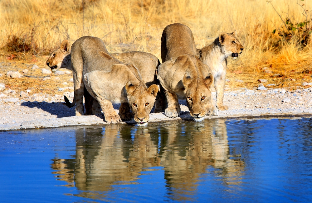 TourvestDM's tweet photo. Did you know that #lions can go 4-5 days without water?

Lions take the required amount of water from the body of the prey that they eat, otherwise they eat wild cucumbers and wild melons to extract the moisture content. #FridayFact #FunFact https://t.co/nFbrDG0rDv