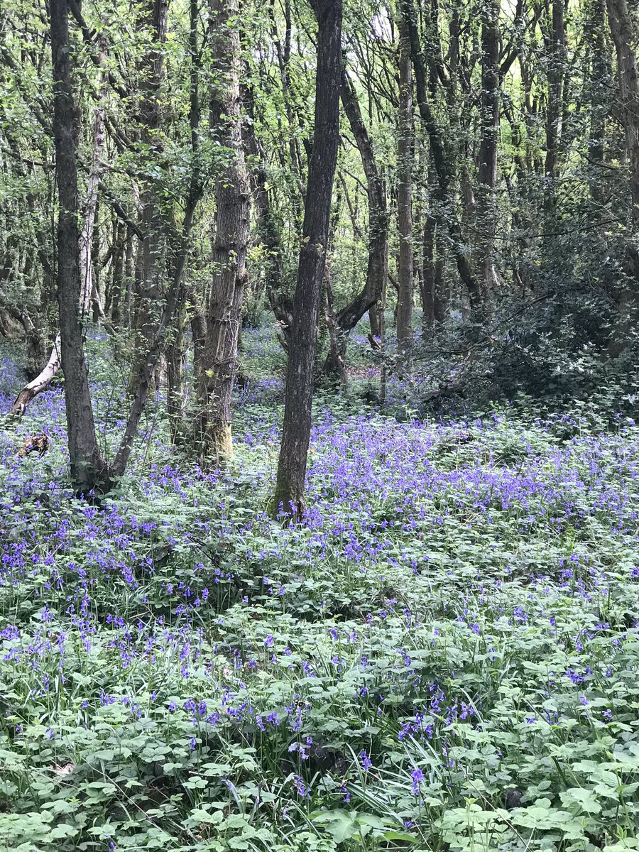 I came across these beauties today on my walk with the dogs and thought I would share what’s on my doorstep 💚🌈🇬🇧 
Keep safe 🌈💚🌈💜🌈🇬🇧 Enjoy the VE celebrations 🇬🇧