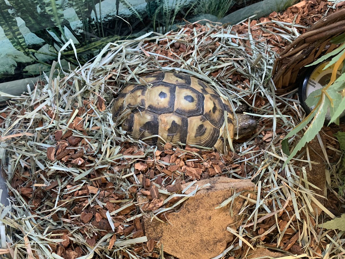 PSPHollywood's tweet photo. Can you spot me? Tell me what you think I am!
#psphollywood #psp #minusthehassle
#tortoise #tortoiseofig #tortoises https://t.co/udZARjfOvO
