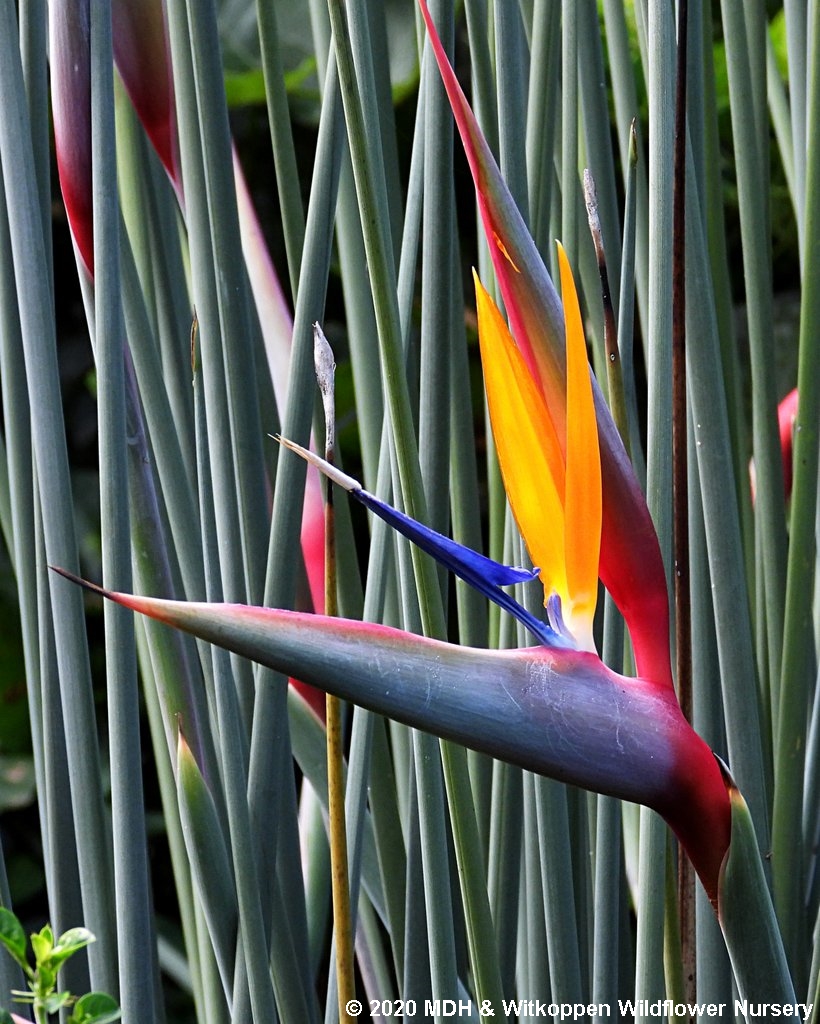 IndigeNews - Witkoppen Wildflower Nursery's Newsletter - we are open again! - mailchi.mp/webmail/witkop…