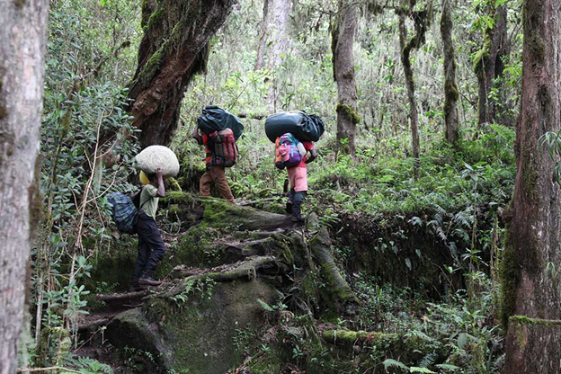 Warm, humid, and dense forest year-round 

The rainforest jungle at the Base of Kilimanjaro is simply amazing.

#Kilimanjaro #KilimanjaroClimb #KilimanjaroTrekking #KilimanjaroAdventure #MountKilimanjaro #Climbing #Trekking #Tour 
#Kilimanajaronationalpark   #BigExpedition
