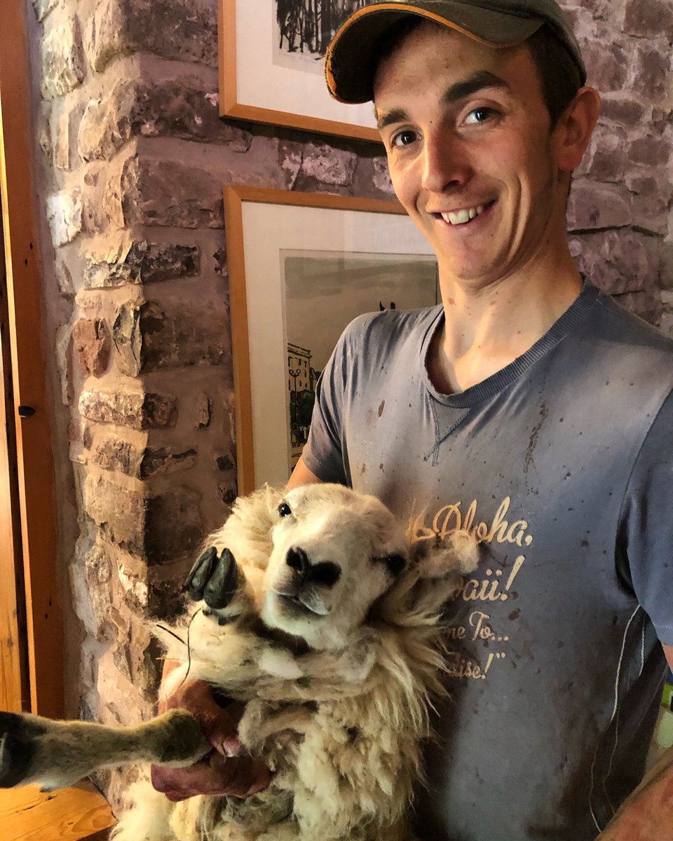 A sheep visited our house today, most exciting event for weeks. Thank you @benprice119 for the entertainment and for coming to collect her #sheep #lambing #sheepinthehouse #wool #shepherd #flock #powys #wales #knitting #farmers #sheepfarmer #epynt #mynydd #social