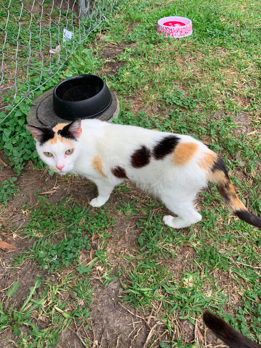 White cat- This one& #39;s a little shy and is very underfed. The smallest of the bunch. Loves turkey and roast beef. She& #39;s a younger cat.