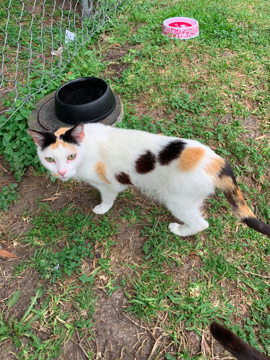 White cat- This one's a little shy and is very underfed. The smallest of the bunch. Loves turkey and roast beef. She's a younger cat.