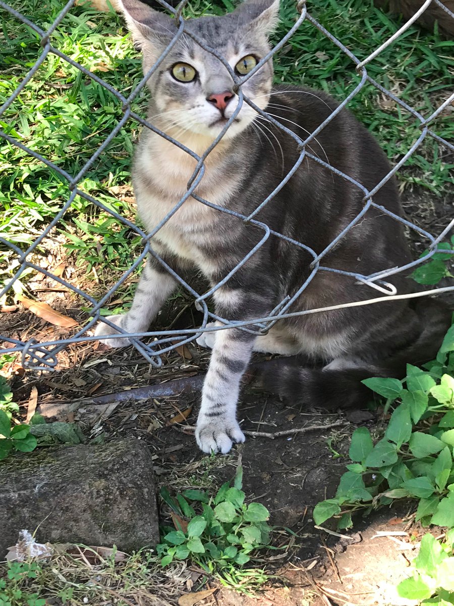 Grey Cat- This one is like a dog. Wants to be held, pet, and play. The other day he or she played hide and seek with us. She's a younger cat, maybe 1 year old?