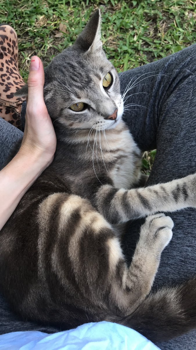 Grey Cat- This one is like a dog. Wants to be held, pet, and play. The other day he or she played hide and seek with us. She's a younger cat, maybe 1 year old?