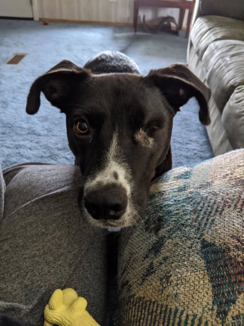 dog_rates's tweet image. This is Cas. Last year he was found with a gunshot wound to his face and had to have his left eye removed. He needs another surgery soon to get rid of residual debris causing him pain. He loves his new family so much and you can help them all below. 13/10

gofundme.com/f/txbdhx-cas-s…