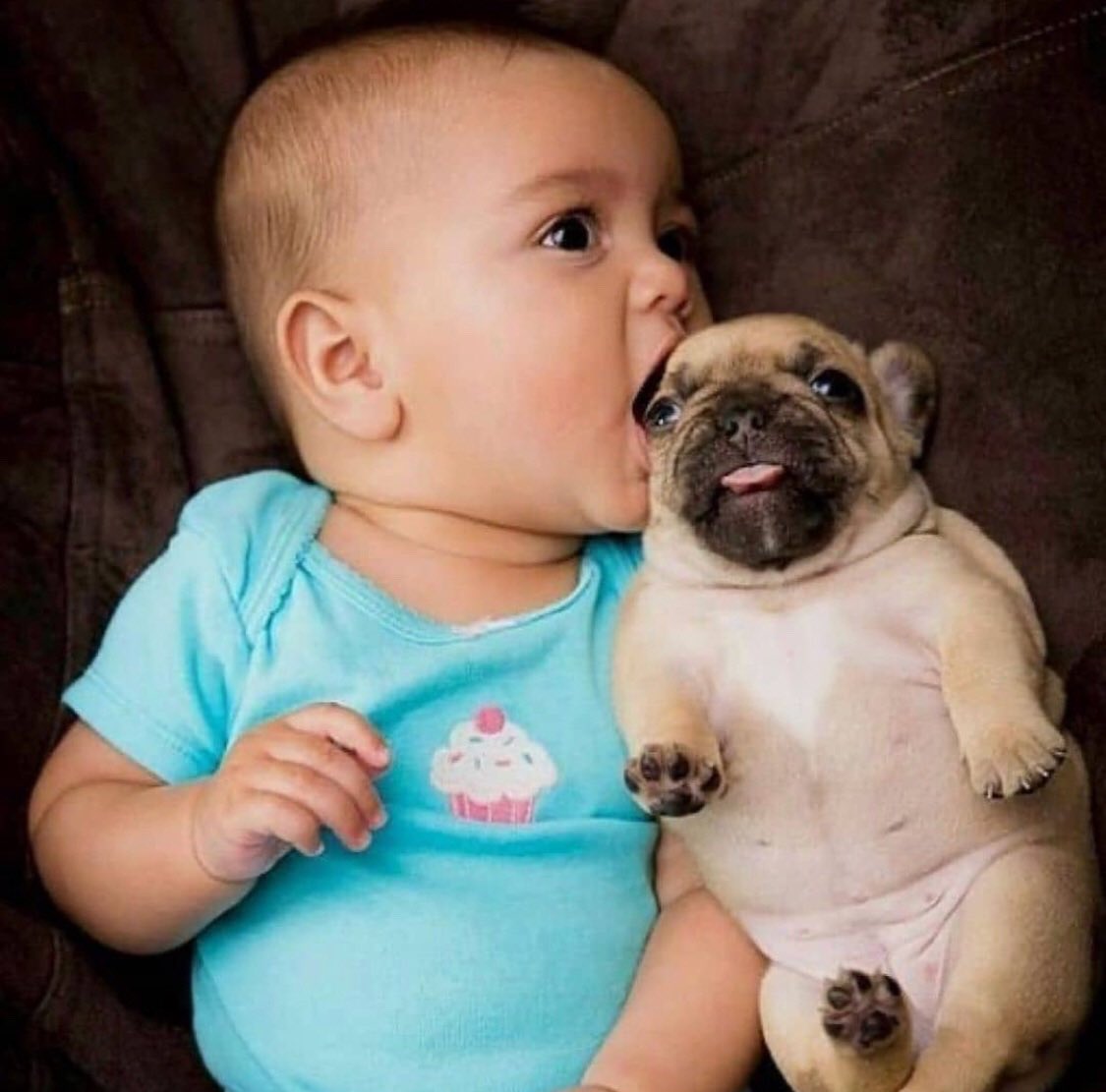 吹原幸太 ｐｍｃ野郎 犬アレルギーなので犬を飼えない代わりに インスタやtwitterで可愛い犬の画像を探し 自分の欲望を満たすという生き方