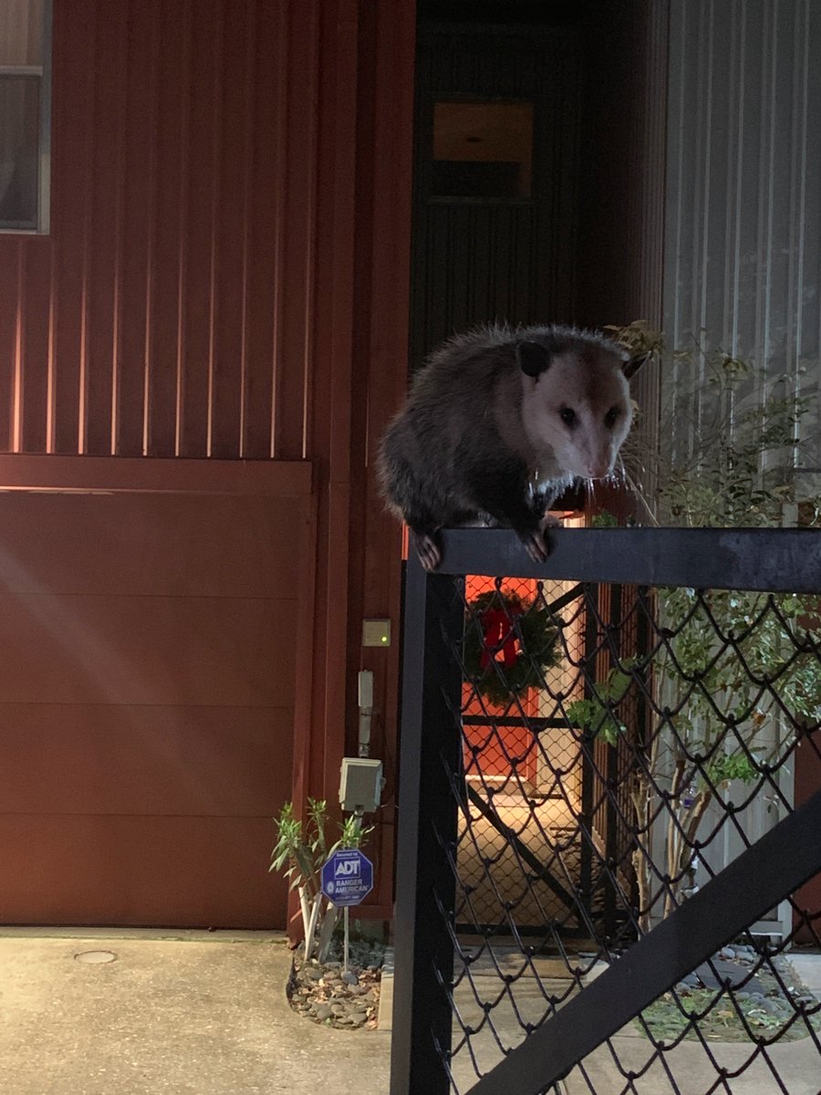 And then there's this guy... Mr. Possum. He showed up at my door unannounced one evening. I opened my front door to go check the mail. I have a 2nd gate, so my head was down, as I put the key in to unlock it. I glance up, and staring me right in the face is this guy...