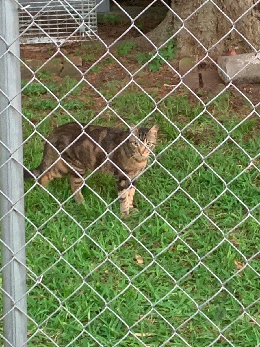 There are a few others, but they spend more time with the raccoons than with the humans. This is All black cat and wild Grey cat. They eat on the raccoon side of the house.