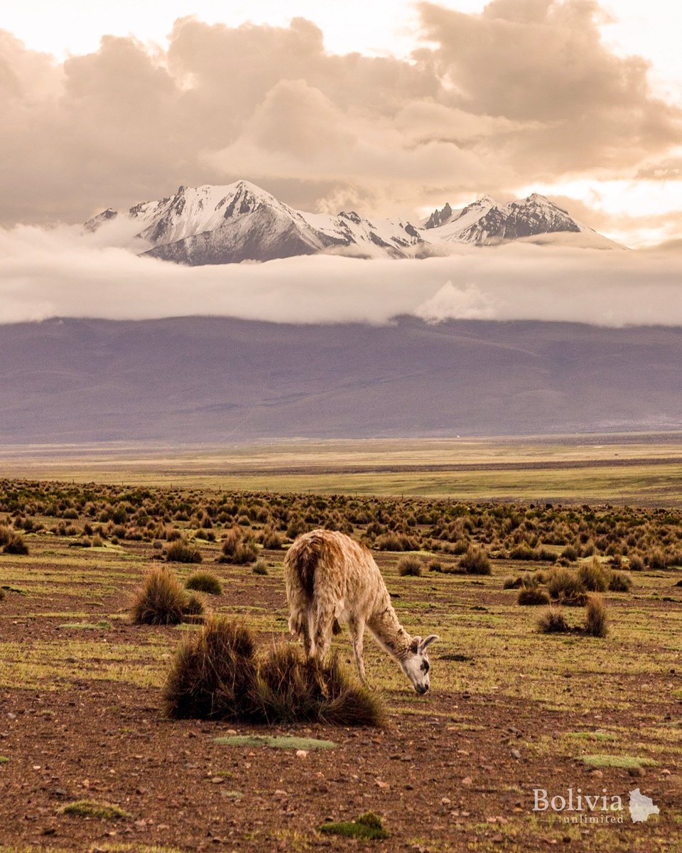 WE NEED NATURE MORE THAN NATURE NEEDS US
 
 By Anneli Aliaga and Valeria Dorado
 Photos: Valeria Dorado

 Read more here: bolivianexpress.org/blog/posts/we-…
 
#Tourism #Bolivia #BolivianExpress #Travel #Journalism #Culture #GapYear #YearAbroad #Photojournalism #Magazine