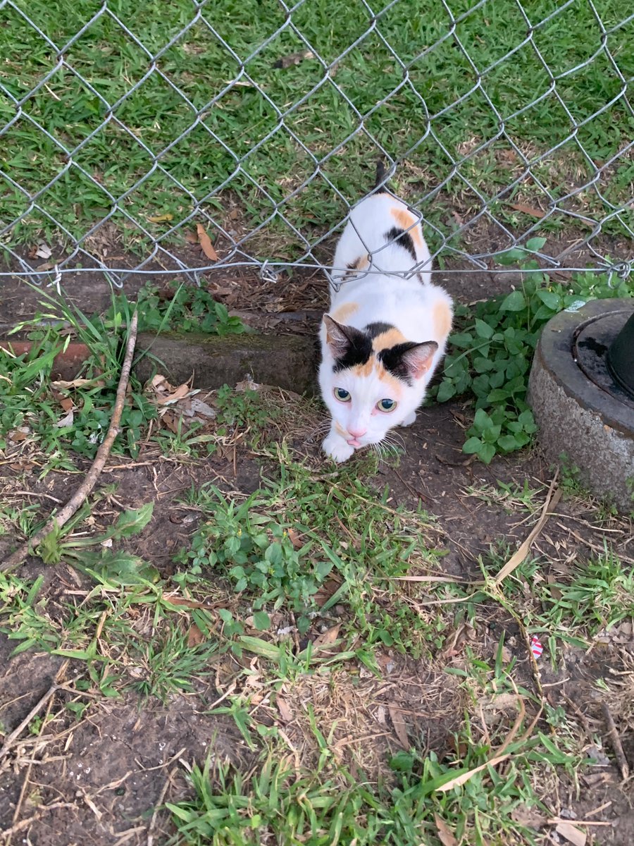 White cat- This one's a little shy and is very underfed. The smallest of the bunch. Loves turkey and roast beef. She's a younger cat.