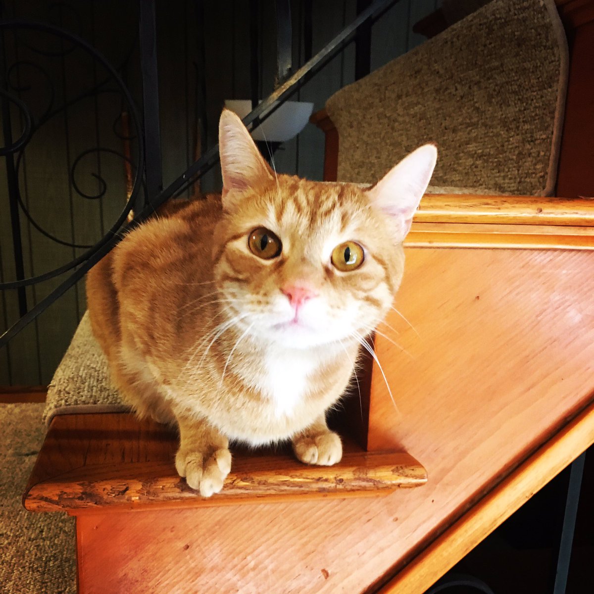 BOLO! Mango is missing from his home on Springwell Road in Billerica. He is extremely friendly. If seen please contact his owner at 978-408-9031 or Animal Control 978-215-9639