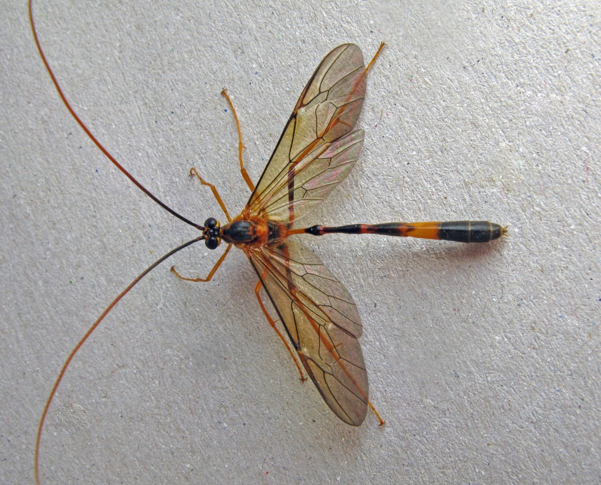 Stauropoctonus bombycivorus is large and distinctively patterned. A parasitoid of Lobster moth, previously seemed to be very rare but now reported regularly in the south [photo by Richard Bartlett]