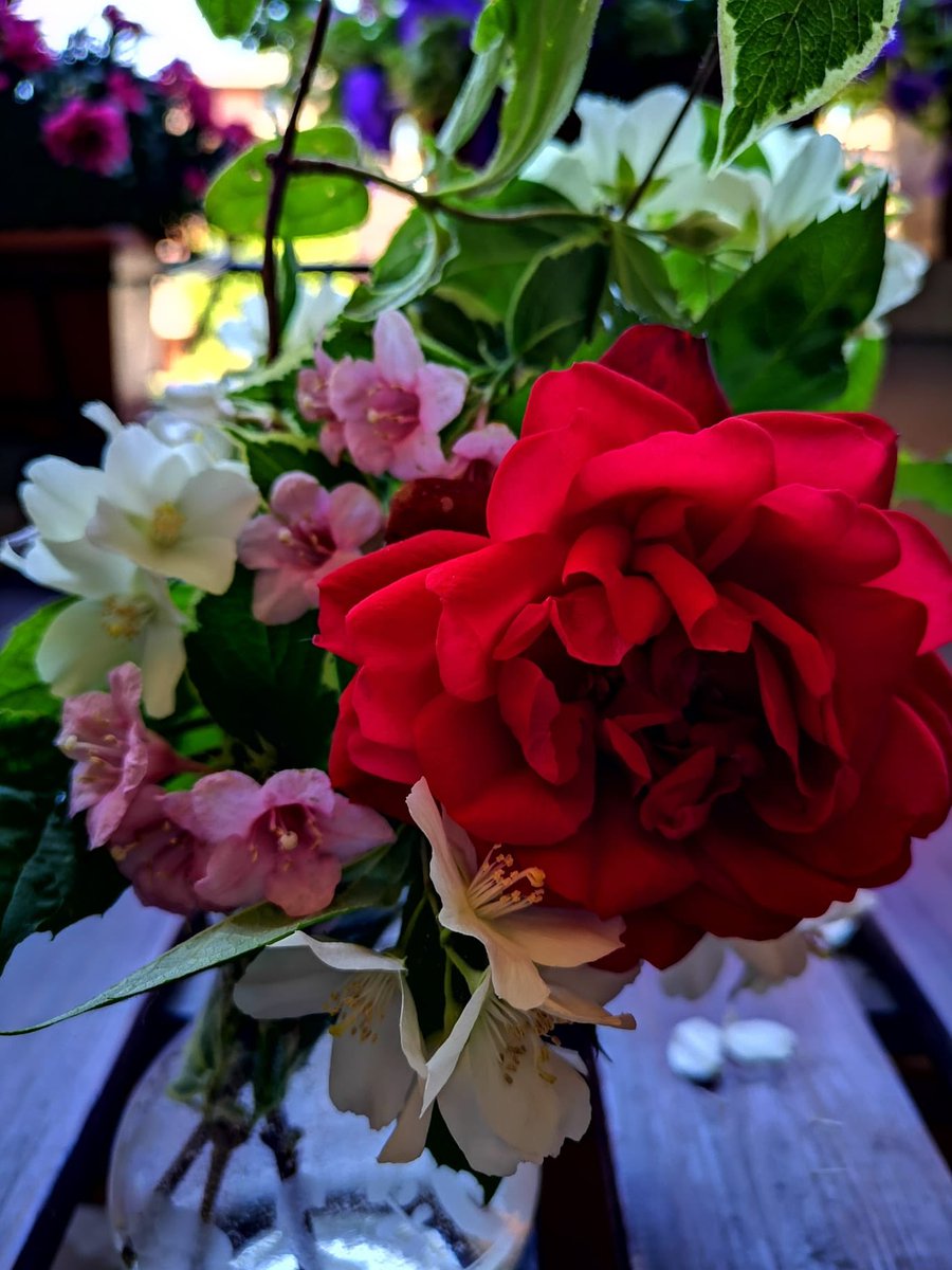 Dibi71Diblasio's tweet photo. E bastava la letizia di un fiore a riportarci alla ragione.
(Alda Merini)

https://t.co/O1pTy5vj1I https://t.co/qLVtvjXG9A