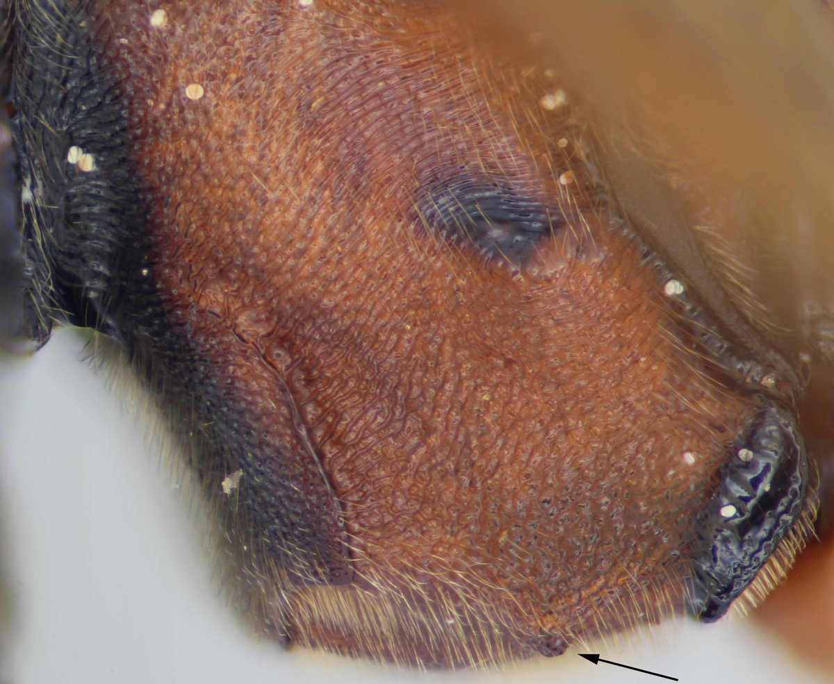 Under the microscope, you can see the small projection on the lower part of the mesopleuron (middle part of thorax) of Eremotylus (marginatus and the even rarer E. curvinervis).
