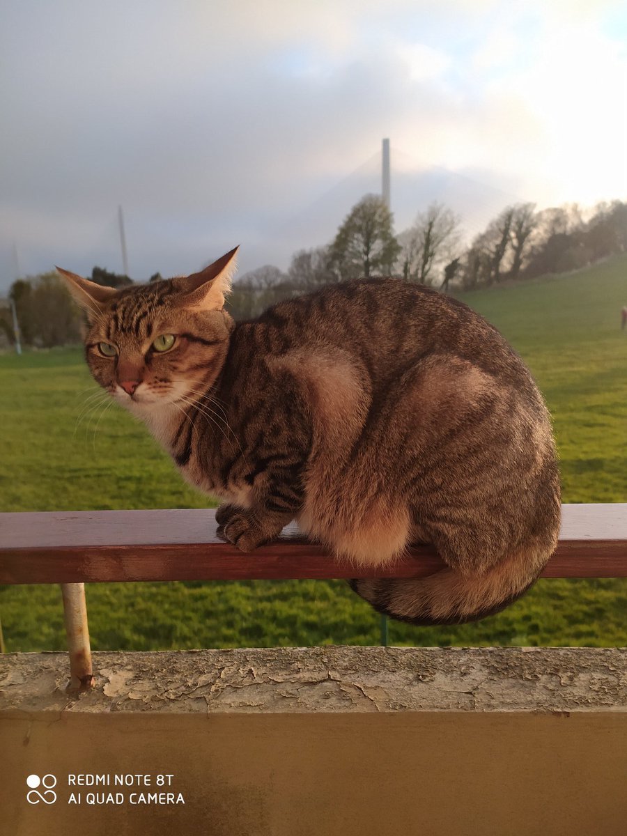 Scotland4me's tweet photo. #LostCat: Plea from owner - as anyone seen Laura Shortridge-Scott’s missing Cat Tywin from North Queensferry?

Tywin has been missing for over 7 days.

If you have seen her cat anywhere nearby please use this link to make contact
https://t.co/HwQCzztCKV https://t.co/dzTQC6bac6