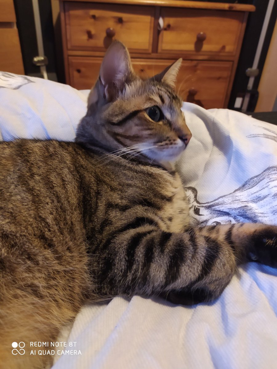 Scotland4me's tweet photo. #LostCat: Plea from owner - as anyone seen Laura Shortridge-Scott’s missing Cat Tywin from North Queensferry?

Tywin has been missing for over 7 days.

If you have seen her cat anywhere nearby please use this link to make contact
https://t.co/HwQCzztCKV https://t.co/dzTQC6bac6