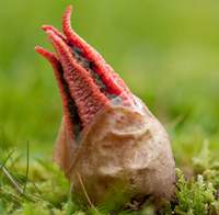 Clathrus archeri is one of the Phallales family of fungi and is related to the common stinkhorn (Phallus impudicus). In Britain this remarkable fungus is commonly known as Devil's Fingers, and in parts of the USA it is referred to as the Octopus Fungus.