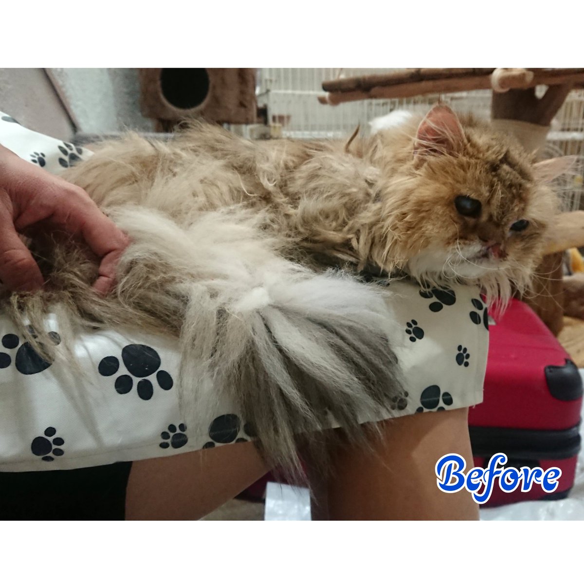 Cat Salon Happy 大阪 保護猫カフェ ねこの木 さんにて ペルシャのナギ君 毛玉ができていたので全身 カット 終わると動きやすくなったのかウロウロしていました 猫 猫シャンプー ペルシャ Cat Salon Happy 大阪 保護猫カフェ ねこの木 さんにて ペルシャのナギ君 毛玉ができていたので全身 カット 終わると動きやすくなったのかウロウロしていました 猫 猫シャンプー ペルシャ