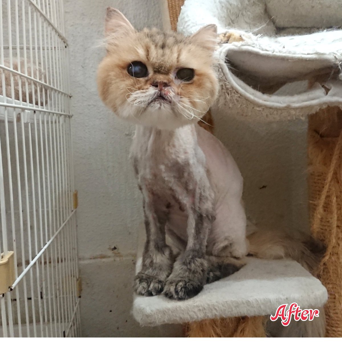 Cat Salon Happy 大阪 保護猫カフェ ねこの木 さんにて ペルシャのナギ君 毛玉ができていたので全身 カット 終わると動きやすくなったのかウロウロしていました 猫 猫シャンプー ペルシャ