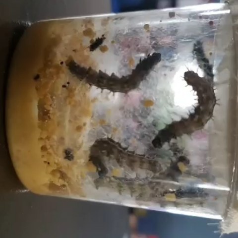 ParadigmChild's tweet photo. Hungry Hungry Caterpillars! 🐛🦋 #growingfast❤️ #butterfly #caterpillar #lifecycles #paradigmcareandenrichmentcenter #cantonmi https://t.co/kq7SeSSsyK