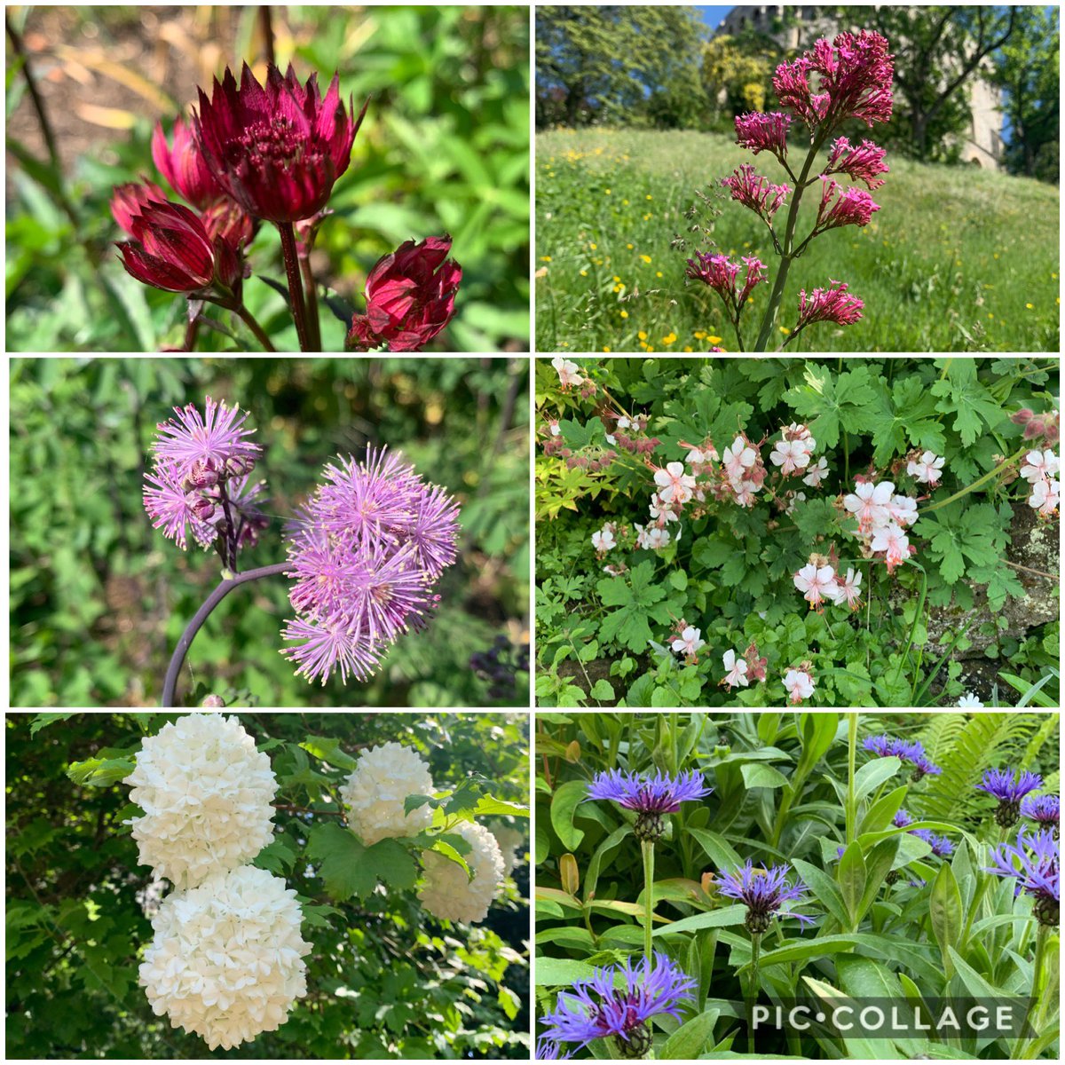 emilyindiaevans's tweet photo. Happy VE Day - some beautiful flowers in the sun to brighten your day 🌺🌸🌷🌹🌻🌼 #flowers #nature #Masterwort #RedValerian #Thalictrumpetaloideum #Geranium #Guelderrose #cornflower #VEDay75 #VEDay https://t.co/Pua9pJhjPy