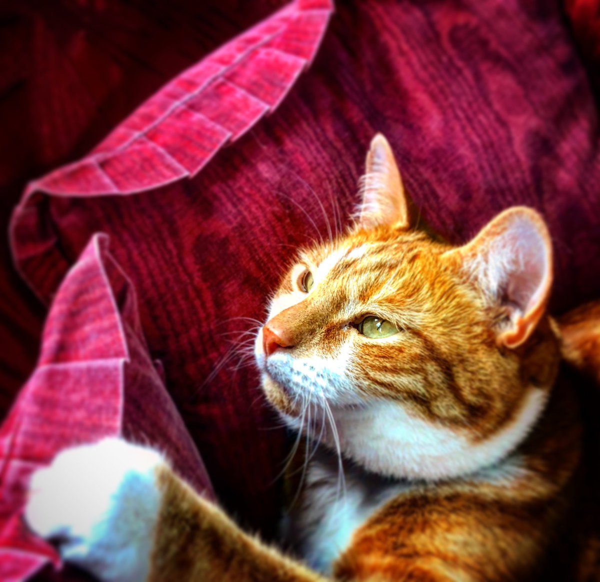 TheJaspeee's tweet photo. Love looking outside #CatsOfTwitter #CatsOnTwitter #catstagram #catsonlockdown #cats_of_world #catslife #catmodel #CatsAreCute #catsposing IG Thejaspeee https://t.co/zzkRoiikpe