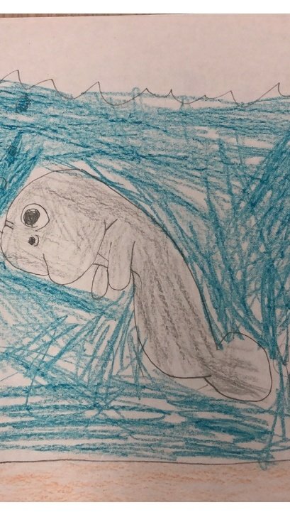DawnRammFirstGr's tweet photo. Celebrated our local wildlife with a directed drawing! They can live to be 60!!
#educatinghornets 
@CBosse_HES https://t.co/nCFGUEAMx1