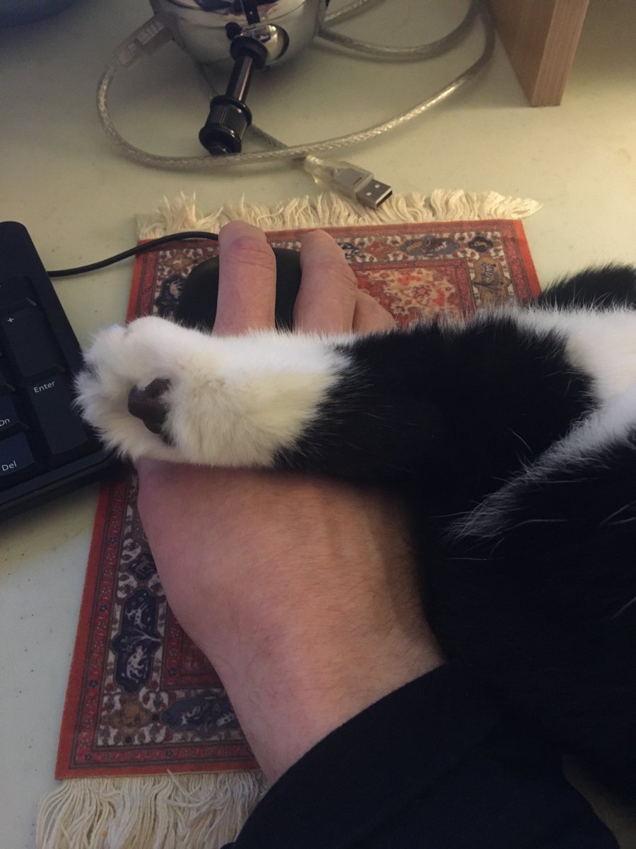 FrankLenziKIRO's tweet photo. #workfromhomelife #workwithcat https://t.co/hFp0tq7qfT