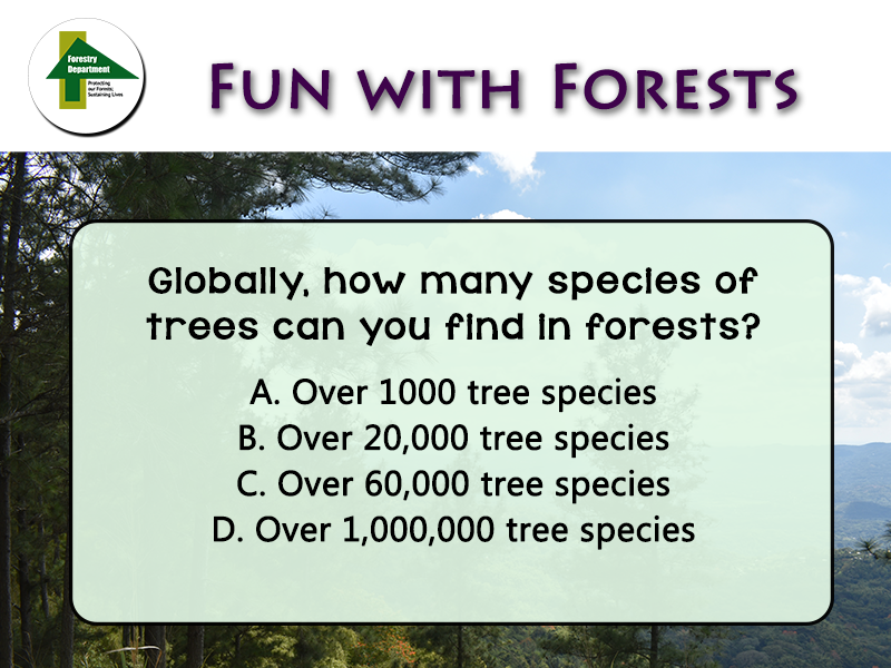 ForestryDeptJa's tweet photo. Forests are important. They protect our watersheds, provide oxygen, timber and many products we use daily. But how many species of trees can be found in forests globally?
Comment your answer below.
#forestrydept
#forestsmatters
#funwithforest https://t.co/CMgKuoxXCQ