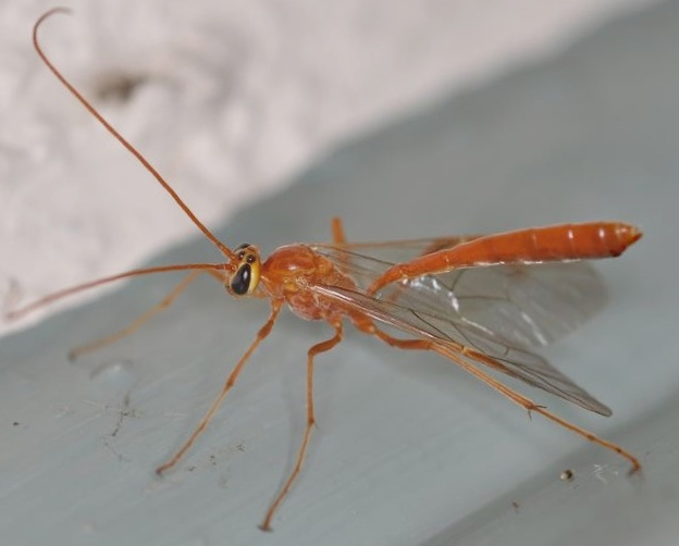 Do you see these pale reddish wasps at light? Lovely looking nocturnal parasitoids, but they can be tricky to identify. Different groups of Ichneumonoidea have converged on the same sort of appearance. Here are some of the distinctive species [a thread]