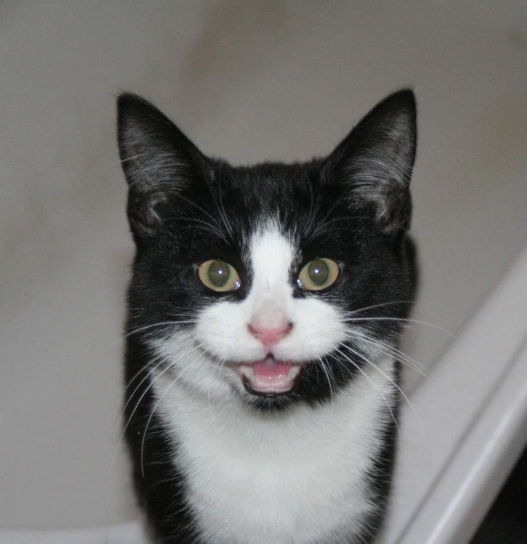 AlanDaffern's tweet photo. #BlackAndWhiteCat "Hawkeye" went #Missing on Saturday the 2nd of May 2020, from Highfield Street #Leicester #LE2 area. Can all #WindowWatchers please keep their eyes open for Hawkeye.
https://t.co/LC2p0i6osK https://t.co/EfISrwIcrO