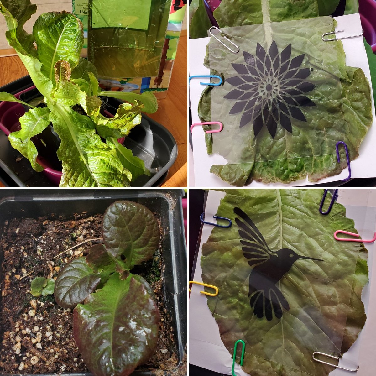 Cheryl McQueen tweet media