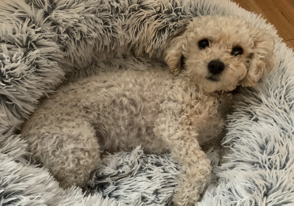 teddywithaperm's tweet photo. @dog_rates @bradighieri Here I am! https://t.co/pMTFeFDmCP