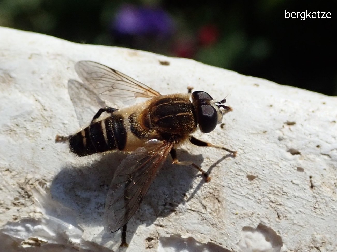 Bergkatze べるくかっつぇ アシブトハナアブ Helophilus Helophilus Eristaloideus Bigot 18 H Virgatus Coq 春になると早くから出てくるが なかなか撮らせてもらえなかった 双翅 ハエ ハナアブ科 アシブトハナアブ T Co