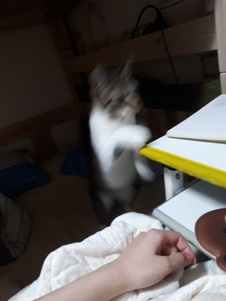 5679chl's tweet photo. 고양이 사진 잘ㅉ직는법 삽니다 https://t.co/fbNS7DGP4E