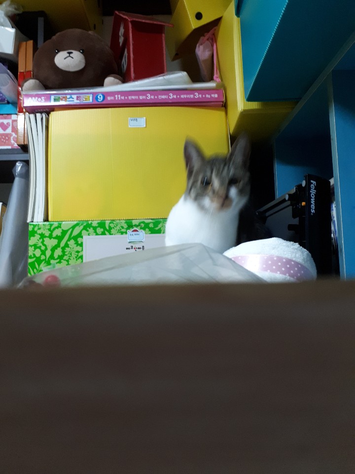5679chl's tweet photo. 고양이 사진 잘ㅉ직는법 삽니다 https://t.co/fbNS7DGP4E