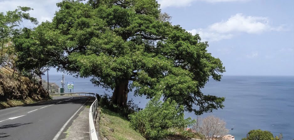 v_narbonnais's tweet photo. #8Mai1902 | #Martinique
La Pelée se lève. 
L’État refuse d’évacuer #SaintPierre pour maintenir le 2nd tour des législatives, alors que lave et gaz cheminent…
Une ville rasée. 30 000 morts. 2 survivants: Cyparis &amp; Léandre et ce majestueux « Fromager », sis Morne Abel🌳 #Sonjé https://t.co/NHJSWulfSD