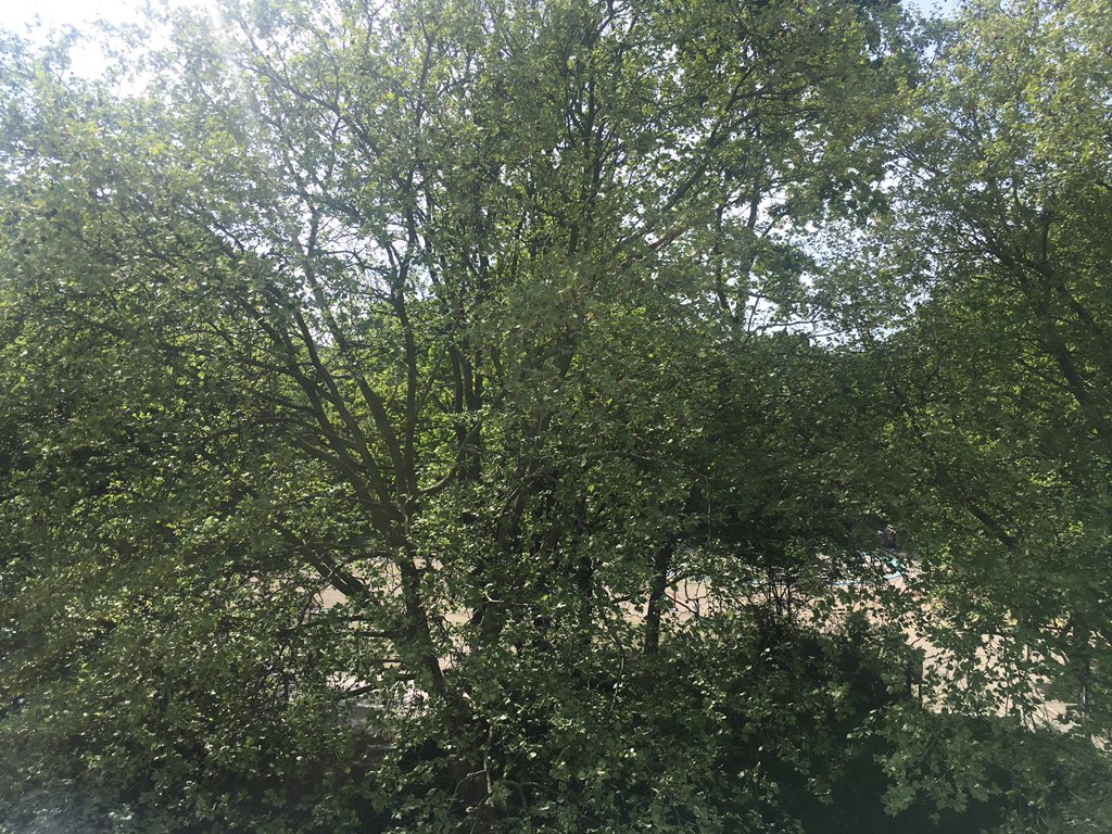 Erster „Betriebsferien“-Freitag... Covid- Haar ist weg, nicht schön, aber kurz und alles strahlt, kleiner Wochenmarkt, aber vor allem, fröhliche Kinder spielen (und rundherum vernünftige Erwachsene)... 👍