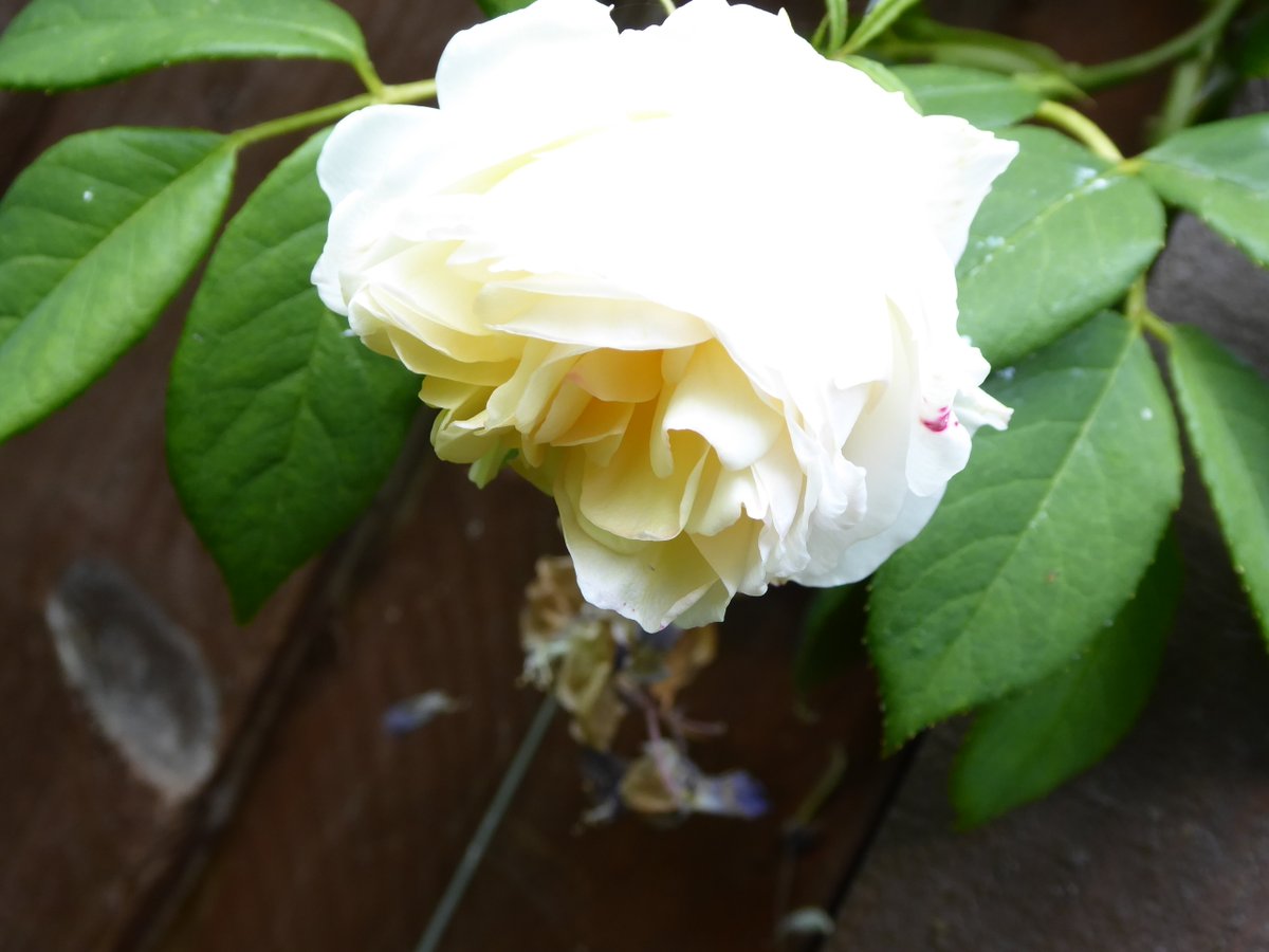Girlinthe's tweet photo. #BareRootRoseWatch day 45: our subject is quite quiet, but lo! Two other roses are in bloom. #GardenNotes #TinyJoys 
#SolaceInNature https://t.co/b932Z5k4xE