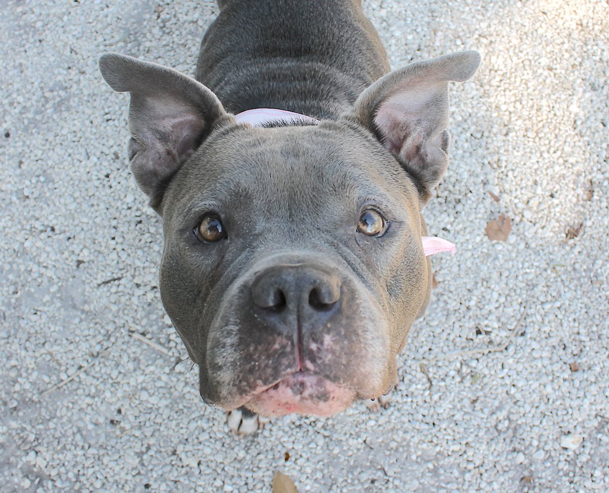 Happy #ForeverHomeFriday from our sweet girl, Harper 💕 Harper is a beautiful 8-year-old pit mix with the best personality. She is dog-friendly and loves all people ❤️ She is gentle, a good walker, and is medium to low energy😍