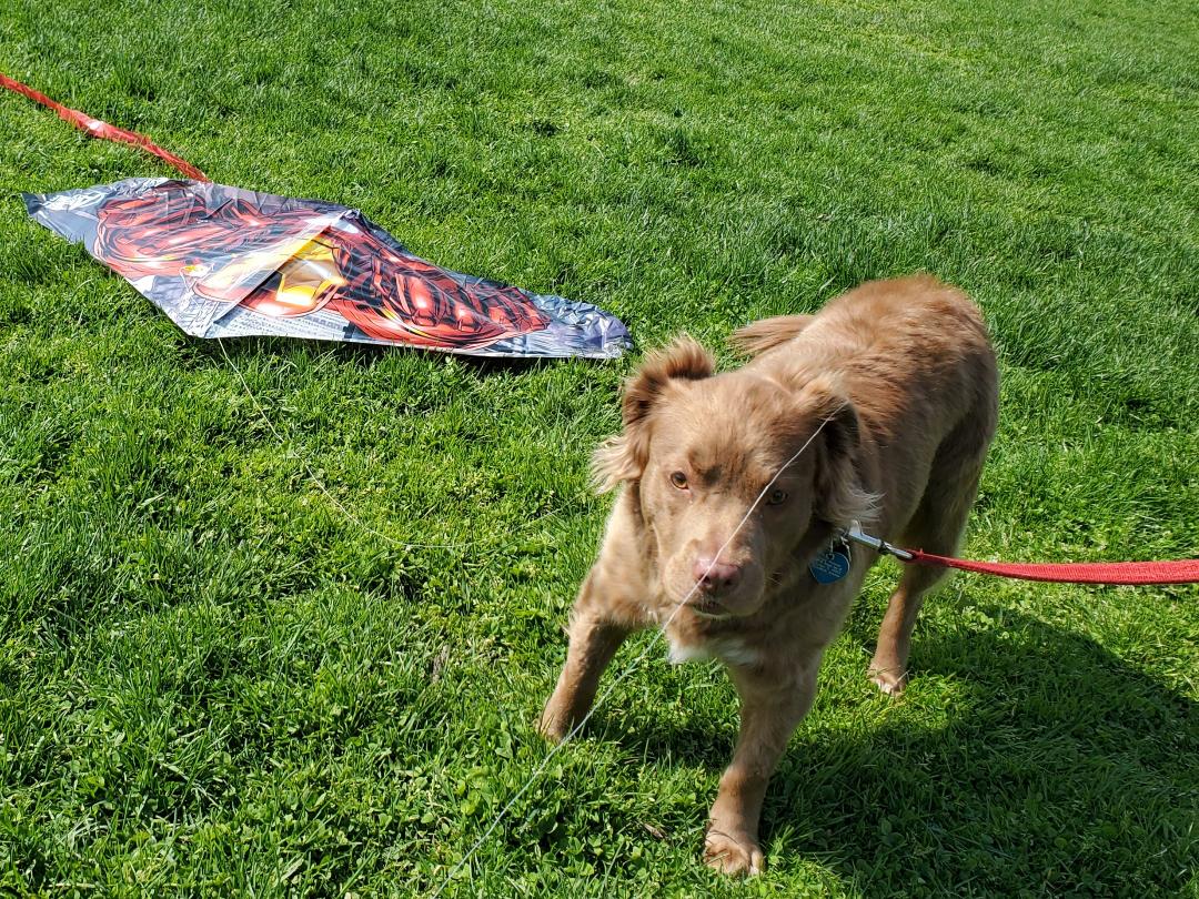 #D100chat My teaching and exercise assistant.