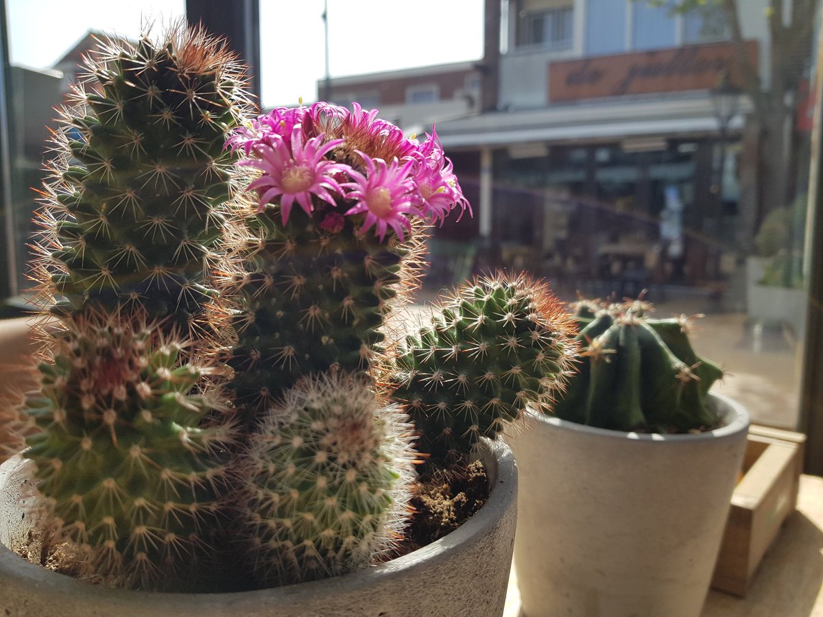 Deze cactus van ons zet vast de bloemetjes buiten, wij moeten nog een paar weken wachten. Reserveer alvast!