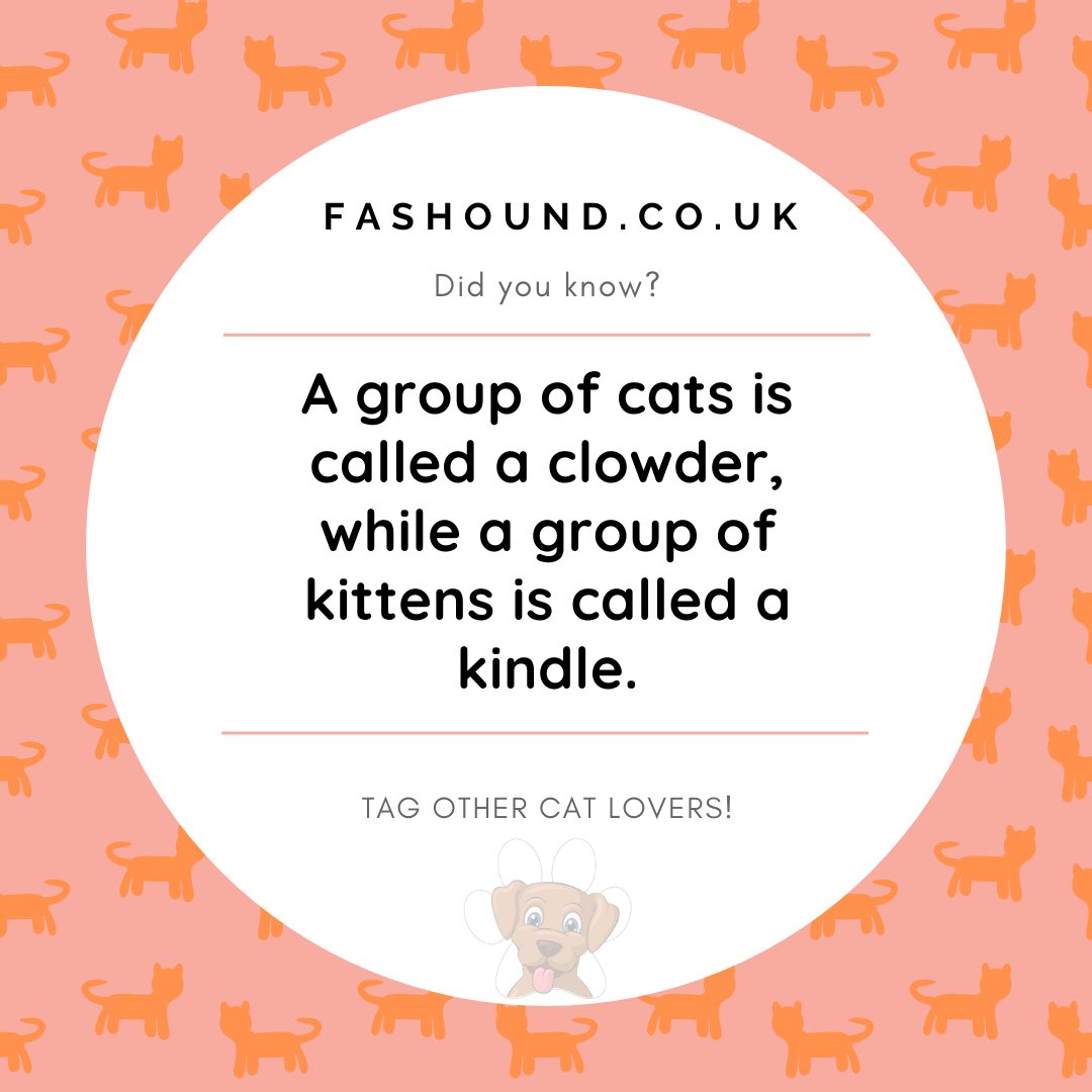 Fashoundpets's tweet photo. Tag a cat lover! Who already knew this??
Comment below 👇 

#fashound

#catlovers #cats #cat #catsofinstagram #catlife #catstagram #chowder #kindle #kitten #kitty #kittenlovers #catlove #catlover #happy #informative #facts #fact #petstore #ukpetstore #petsupplies #petaccessories https://t.co/hyFlst7Rno