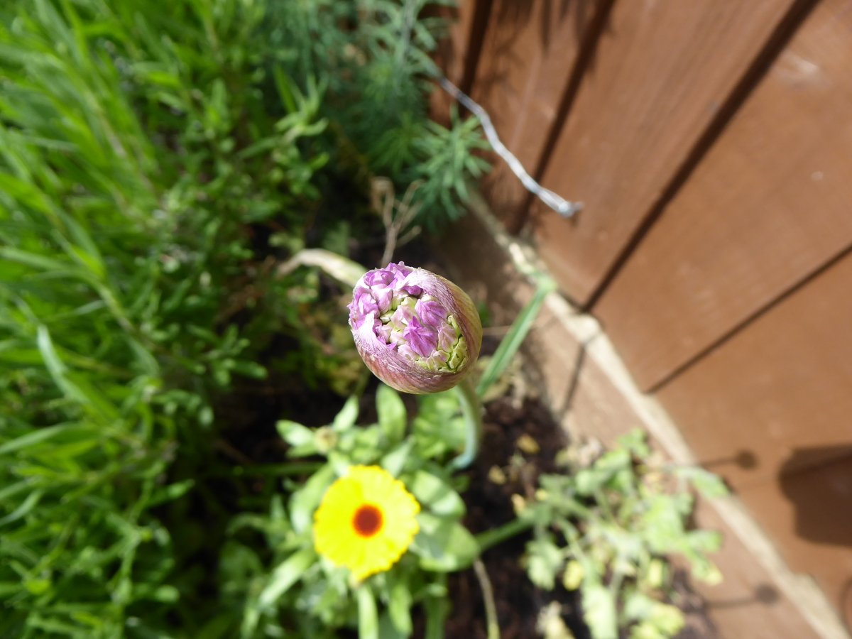 Girlinthe's tweet photo. #AlliumWatch day 15. Eeeeeeeee.... #GardenNotes #TinyJoys #SolaceInNature https://t.co/TJId1pGqFC