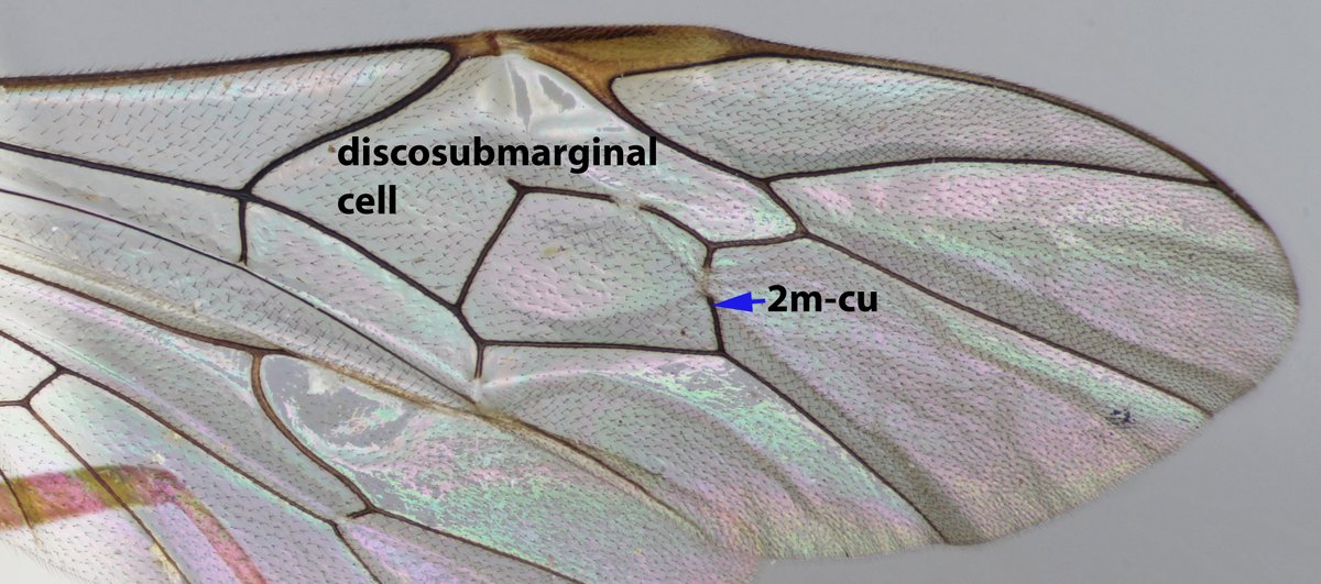If it's an ichneumonid, does it have a discosubmarginal cell that extends beyond vein 2m-cu? Does it look a bit like a horse's head? If so, it's the subfamily Ophioninae.