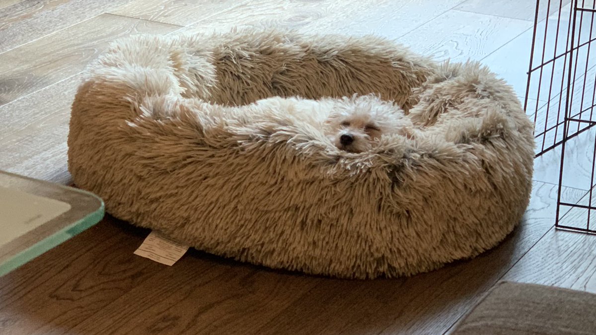 Is there a pup in this one? 🥺